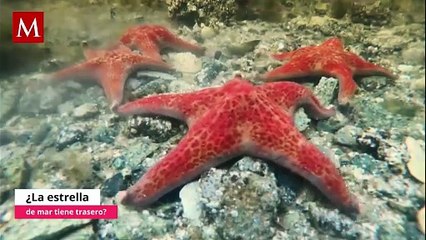 Rara estrella de mar es encontrada en expedición: aseguran que se parece a 'Patricio Estrella'