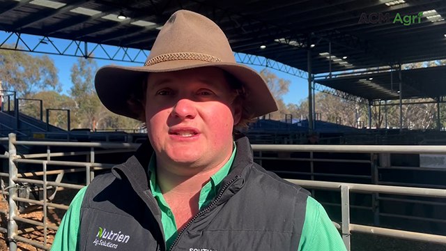 Small yarding but hot prices as Yea cracks 600 cents a kilogram for young steers