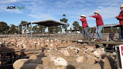 Griffith sale sees two pens of lambs match record price