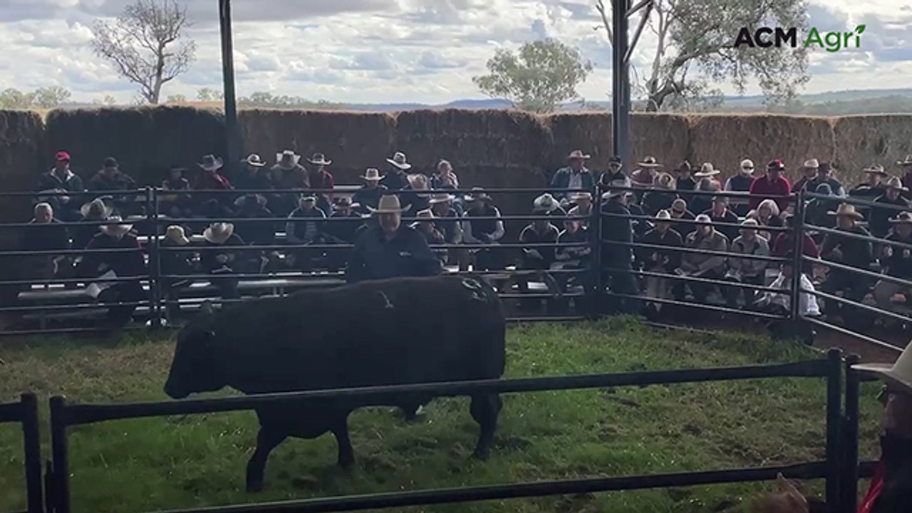 Untouchable bull sells for six figures as Clunie Range eyes impressive average