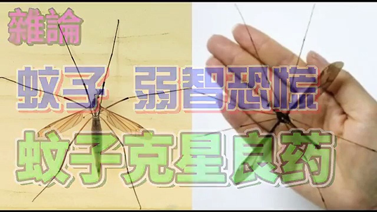 朝新悟道：雜論22，蚊子， 弱智恐慌， 蚊子剋星良藥:蘆薈， 朝新悟道：杂论22，蚊子， 弱智恐慌， 蚊子克星良药:芦荟， Zhaoxin’s Reflections on the Dao: Miscellaneous Essays 22 — Mosquitoes, Foolish Panic, and the Ultimate Natural Cure: Aloe Vera