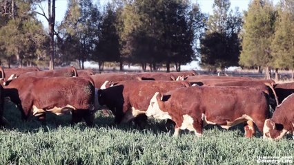 The 2025 Devon Court Herefords Bull Sale
