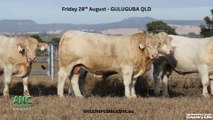 The ANC Full French Charolais On-Property Sale 2025