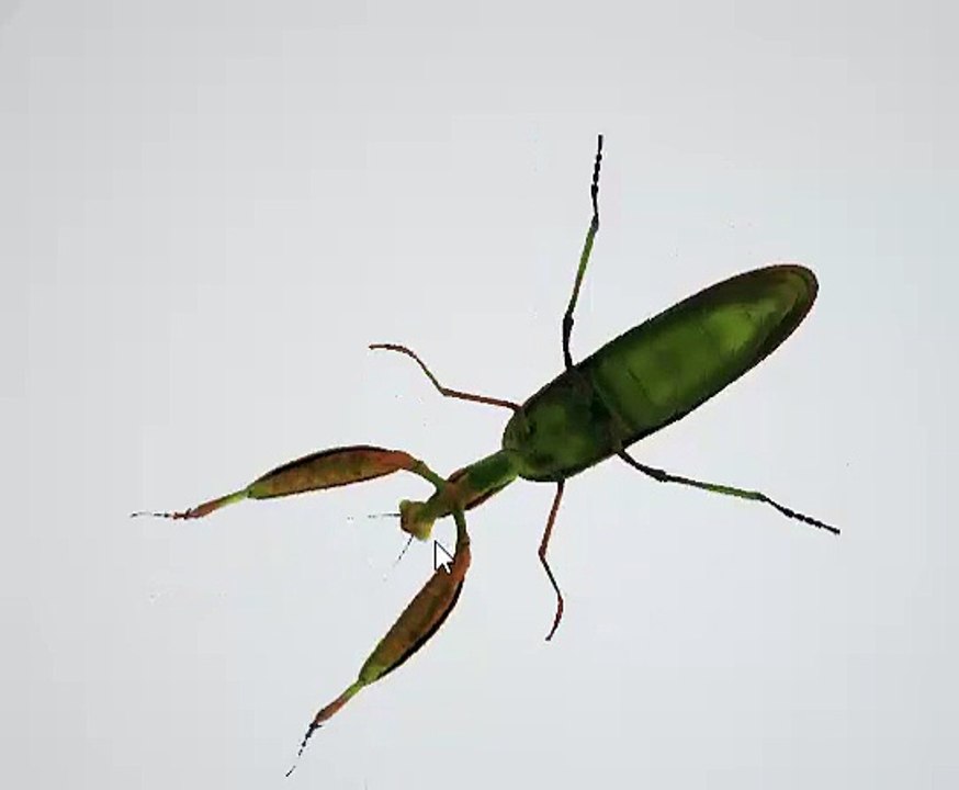 Praying Mantis 3D Model – Realistic Insect in GLB Format
