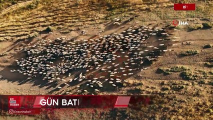 Bitlis'te koyun sürüsünün vadideki mest eden yolculuğu