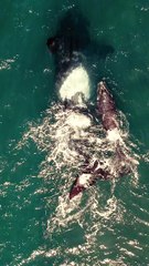 نفوق حيتان على شواطئ اليابان _Whales die on Japanese beaches
