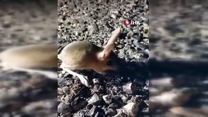 Kırmızı listede yer alan o hayvan Tunceli’de görüldü