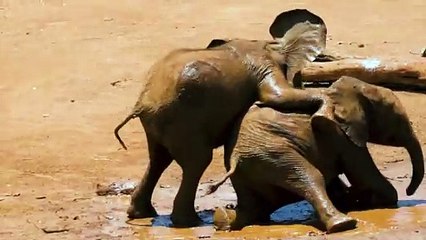 Baby Elephants playing