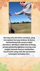 Cara Berkembang Biak Burung Unta #beritaterkini