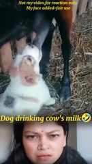 Dog drinking goat's milk🤣