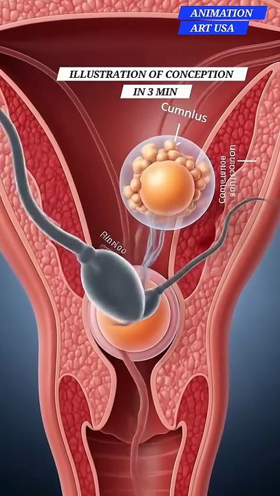 Illustration of Conception In 3 Min