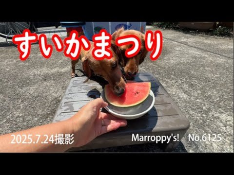 Dogs Adorably Fight Over Watermelon Treat