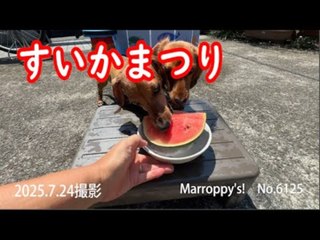 Dogs Adorably Fight Over Watermelon Treat