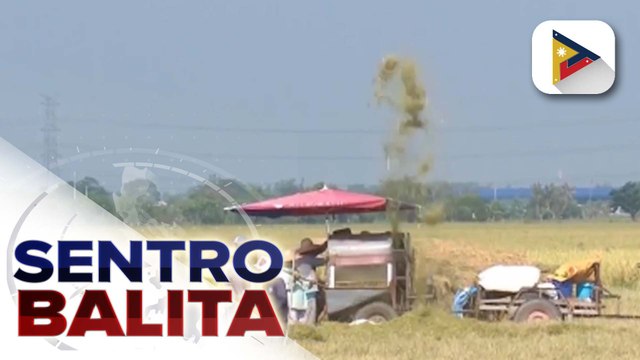 Produksyon ng palay at mais ngayong taon, inaasahang tataas ayon sa D.A.