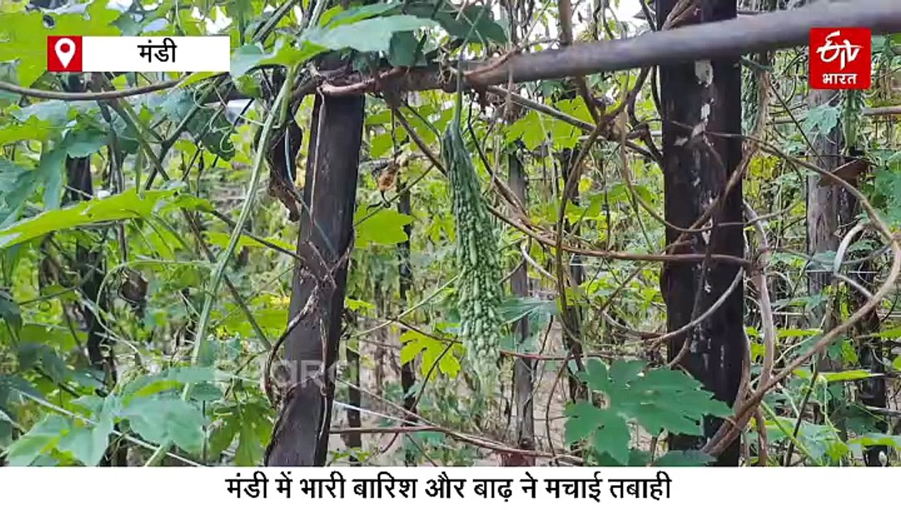 किसानों पर बरसात की मार, कहीं खेतों में घुसा मलबा, कहीं रास्ते टूटने से खराब हुई फल-सब्जियां