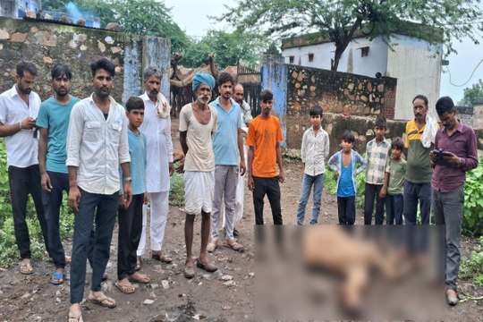 राजपुर बड़ा में पैंथर ने किया ऊंट के बच्चों का शिकार, ग्रामीणों में दहशत
