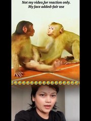 Too Much Funny Monkeys Videos🤣