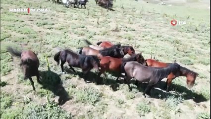 Yaylalara yiyecek aramaya gelen yılkı atları şaşırttı