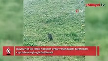 Yaylada şok görüntü! Vatandaş şaşkına döndü: Arabayı devirir bu