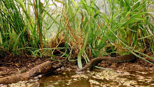 Estructuras animales Cap 1 - Hogares a medida