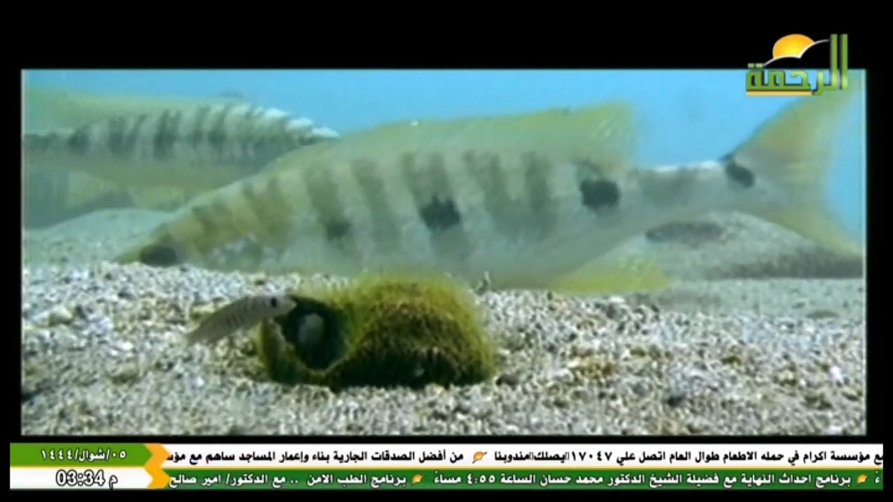 قناة الرحمة