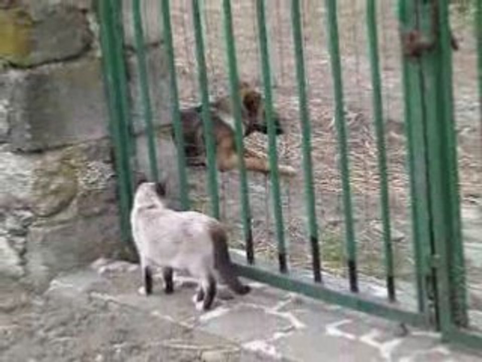 la chatte Blanco qui suite le chien Kapy des yeux