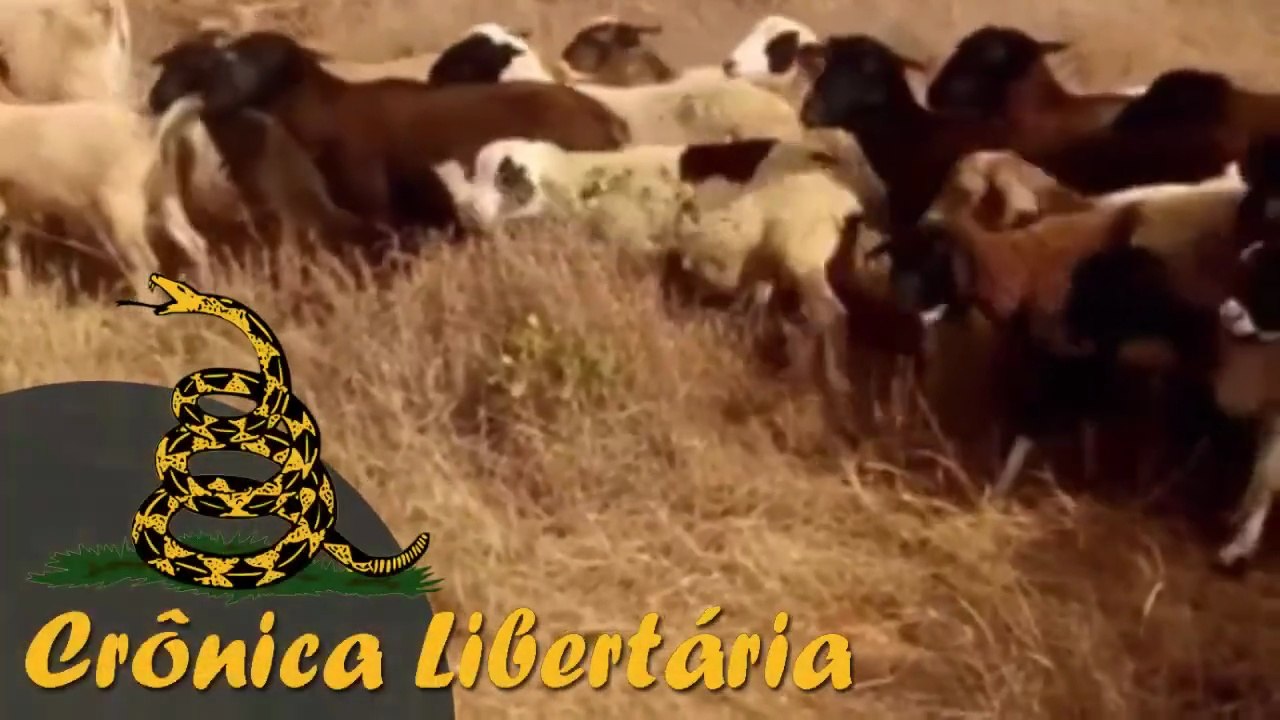 Efeito manada, a maior arma que o estado usa contra a sociedade | CL - 28/09/20 | ANCAPSU