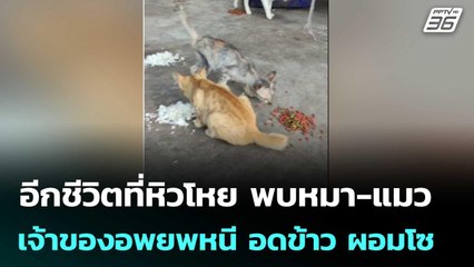 อีกชีวิตที่หิวโหย นักข่าว พบหมา-แมว จรจัดและเจ้าของอพยพหนี อดข้าว ผอมโซ | จับข่าวคุย | 1 ส.ค. 68