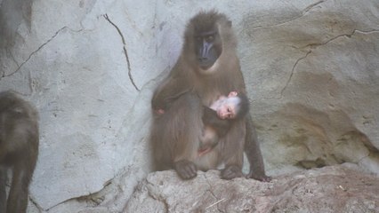Nace un nuevo dril, primate en grave peligro de extinción