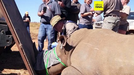 Afrique du Sud : des cornes radioactives pour lutter contre le braconnage