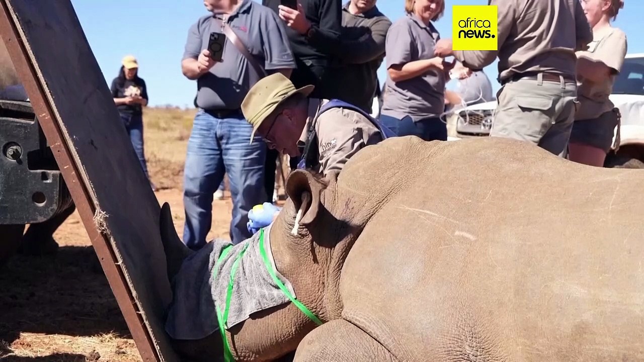 Afrique du Sud : des cornes radioactives pour lutter contre le braconnage