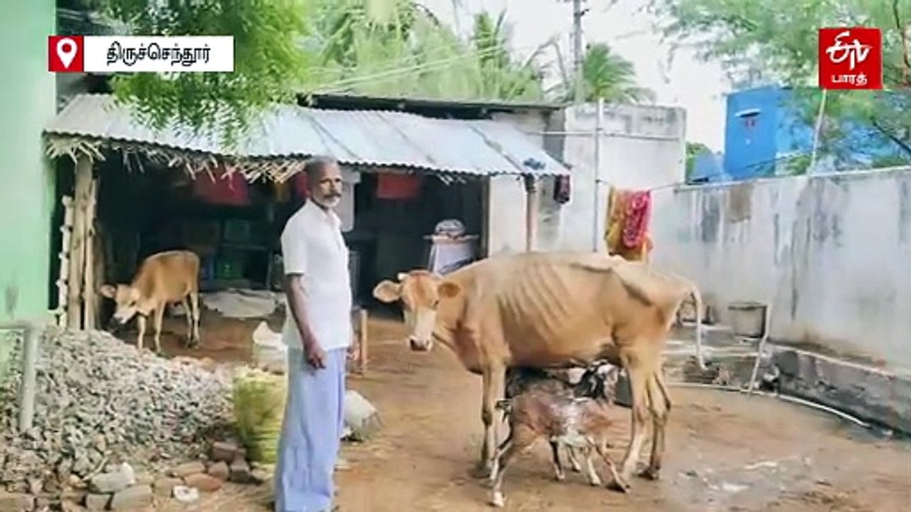 தாய்ப்பாசத்தை விஞ்சும் விதமாய் ஆட்டு குட்டிகளுக்கு தாயான பசு மாடு!