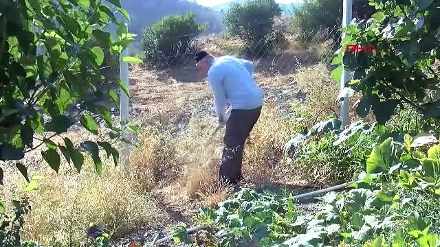 Orman yangınında üzerlerine ilerleyen alevlerle göğüs göğüse savaşan kahramanlar kamerada!