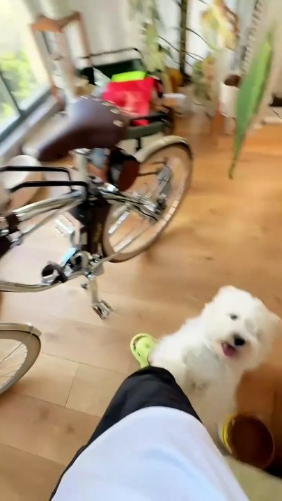 When I took my puppy to the vet, it actually wanted to go with me!