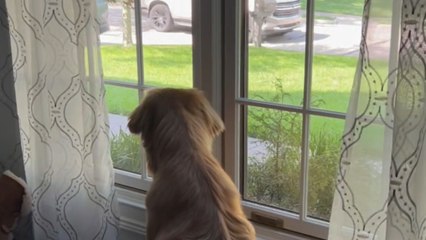 Heartwarming moment dog rushes to reunite with favorite human after a short separation