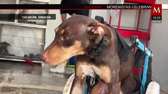 Perritos de Culiacán, las otras víctimas de la guerra de facciones del Cártel de Sinaloa