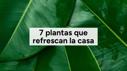7 plantas que refrescan la casa