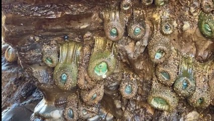 Girls find a wall of sagging sea anemones during low tide