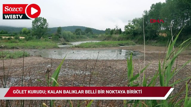 Gölet kurudu; kalan balıklar belli bir noktaya birikti