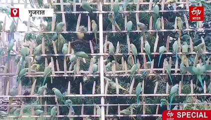 हर रोज 10 हजार तोते उनसे मिलने आते हैं, इस वजह से एक शख्स बन गया 'पैरेट मैन'