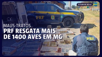 PRF resgata 1400 aves transportadas ilegalmente