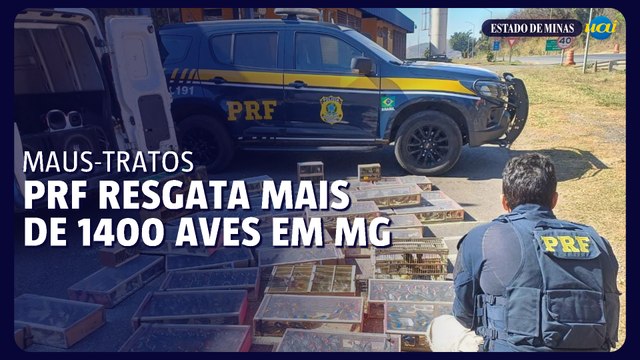 PRF resgata 1400 aves transportadas ilegalmente