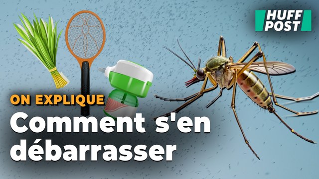 Moustiquaire ou citronnelle ? Comment se protéger vraiment des moustiques