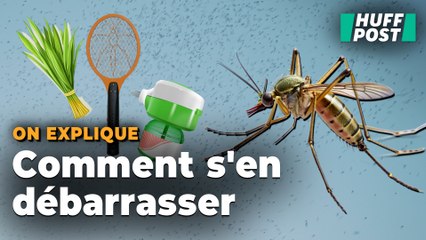 Moustiquaire ou citronnelle ? Comment se protéger vraiment des moustiques