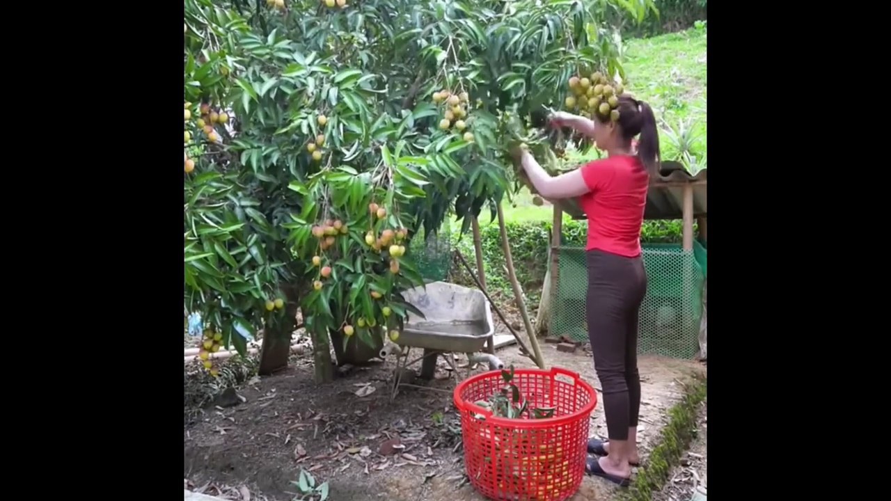 Making big profit by selling lychee