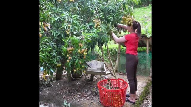 Making big profit by selling lychee