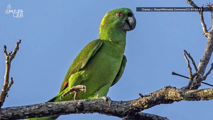 Parrots That Are Bilingual Are Actually a Thing?