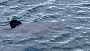 Watch: The incredible moment a 15ft baby basking shark is spotted swimming in Fife harbour