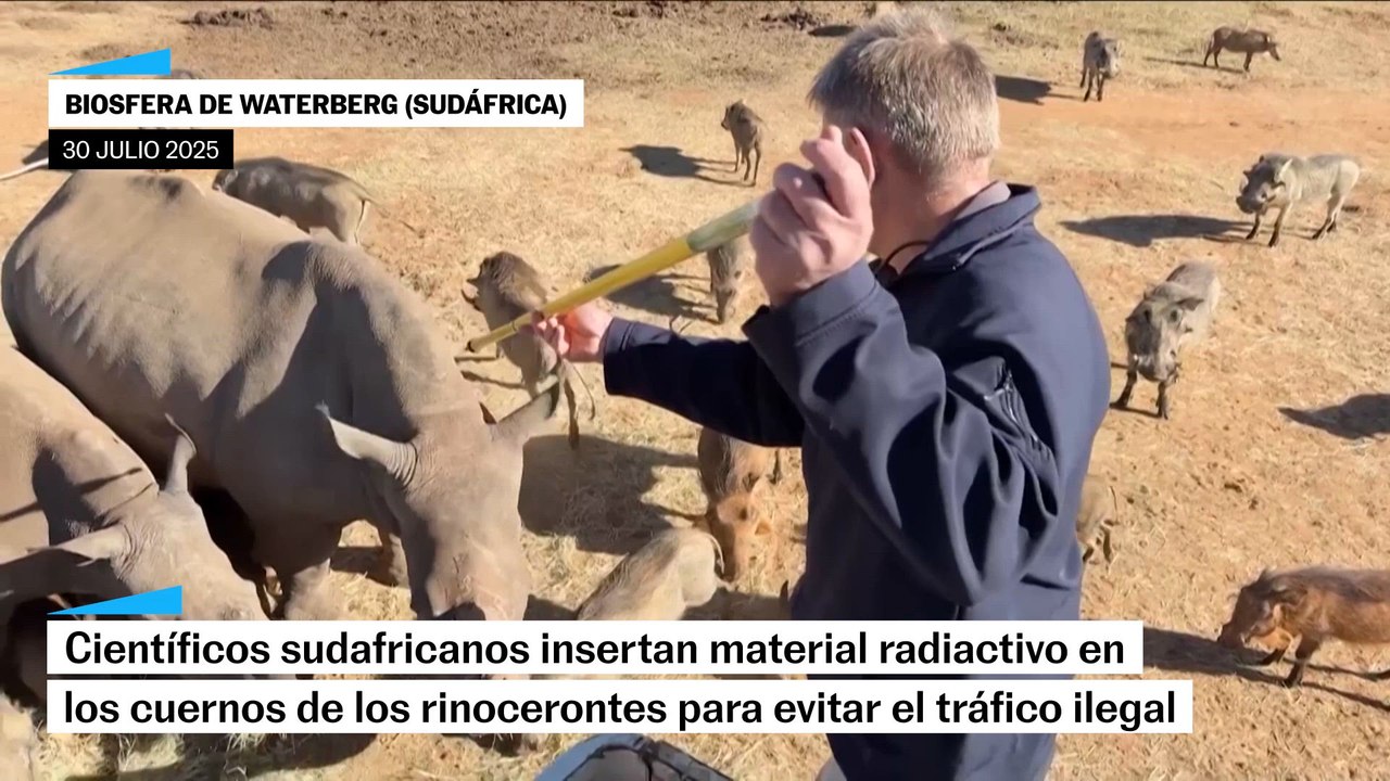 Proteger a los rinocerontes de la caza furtiva con isótopos radiactivos