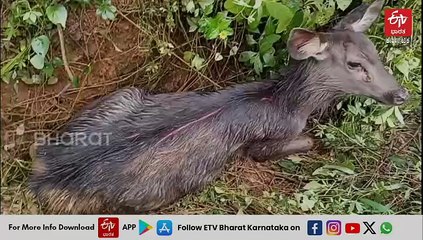 ಚಿಕ್ಕಮಗಳೂರು : ಬೀದಿ ನಾಯಿಗಳ ದಾಳಿಯಿಂದ ಕಡವೆಯನ್ನು ರಕ್ಷಣೆ ಮಾಡಿದ ಗ್ರಾಮಸ್ಥರು